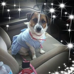 Meet your Posher, Betty